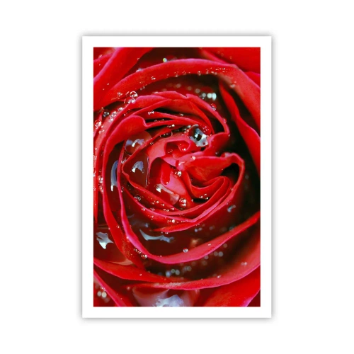 Plakat - I dråber af dug - 61x91 cm
