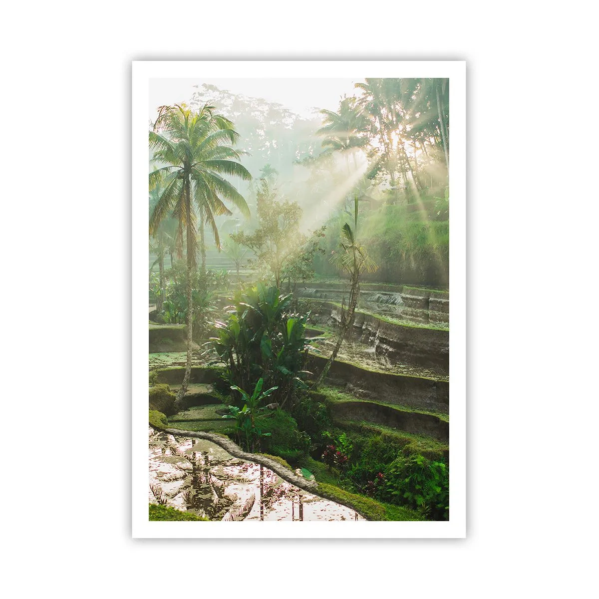 Plakat - Voksende op i solen - 70x100 cm