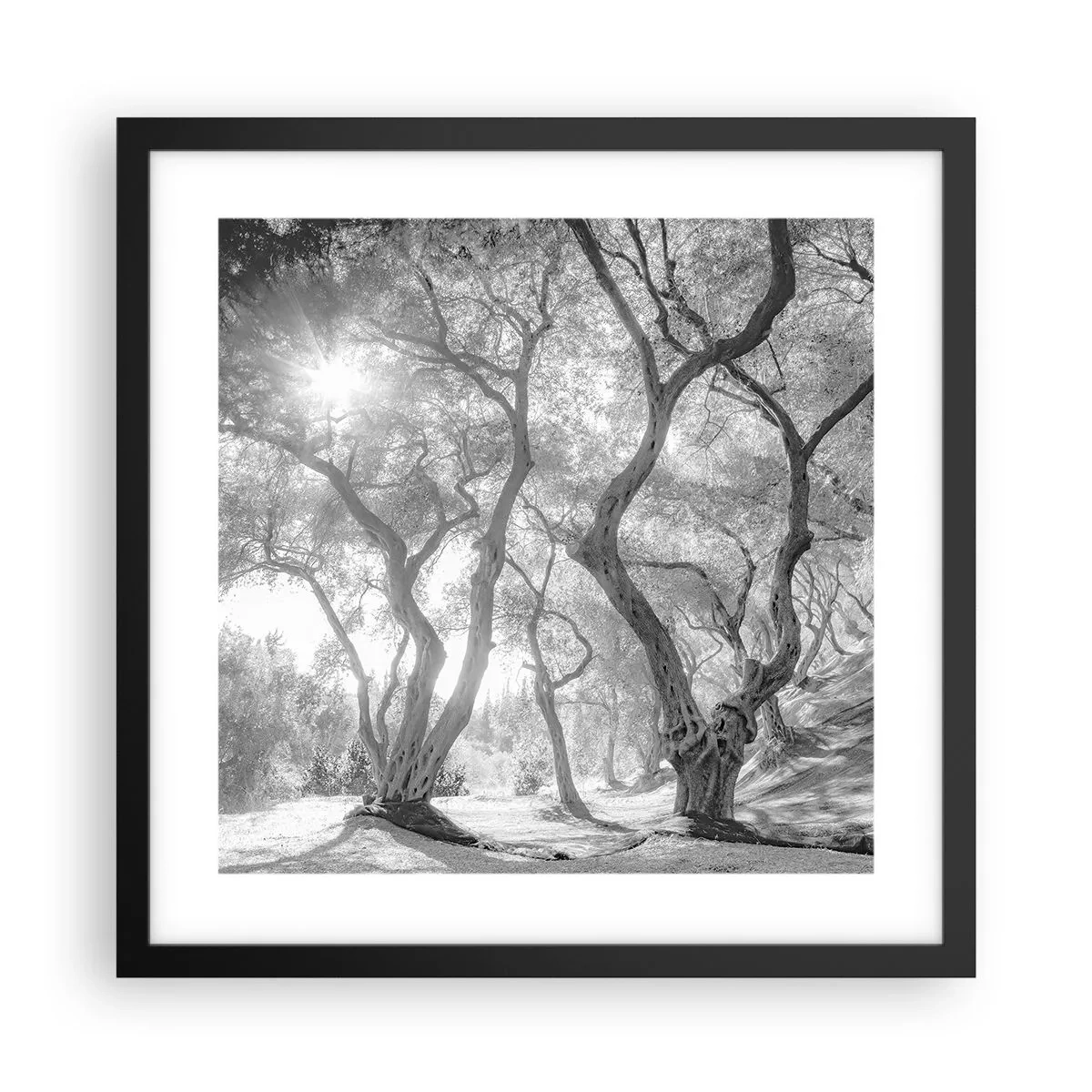Plakat i sort ramme - I en olivenlund - 40x40 cm