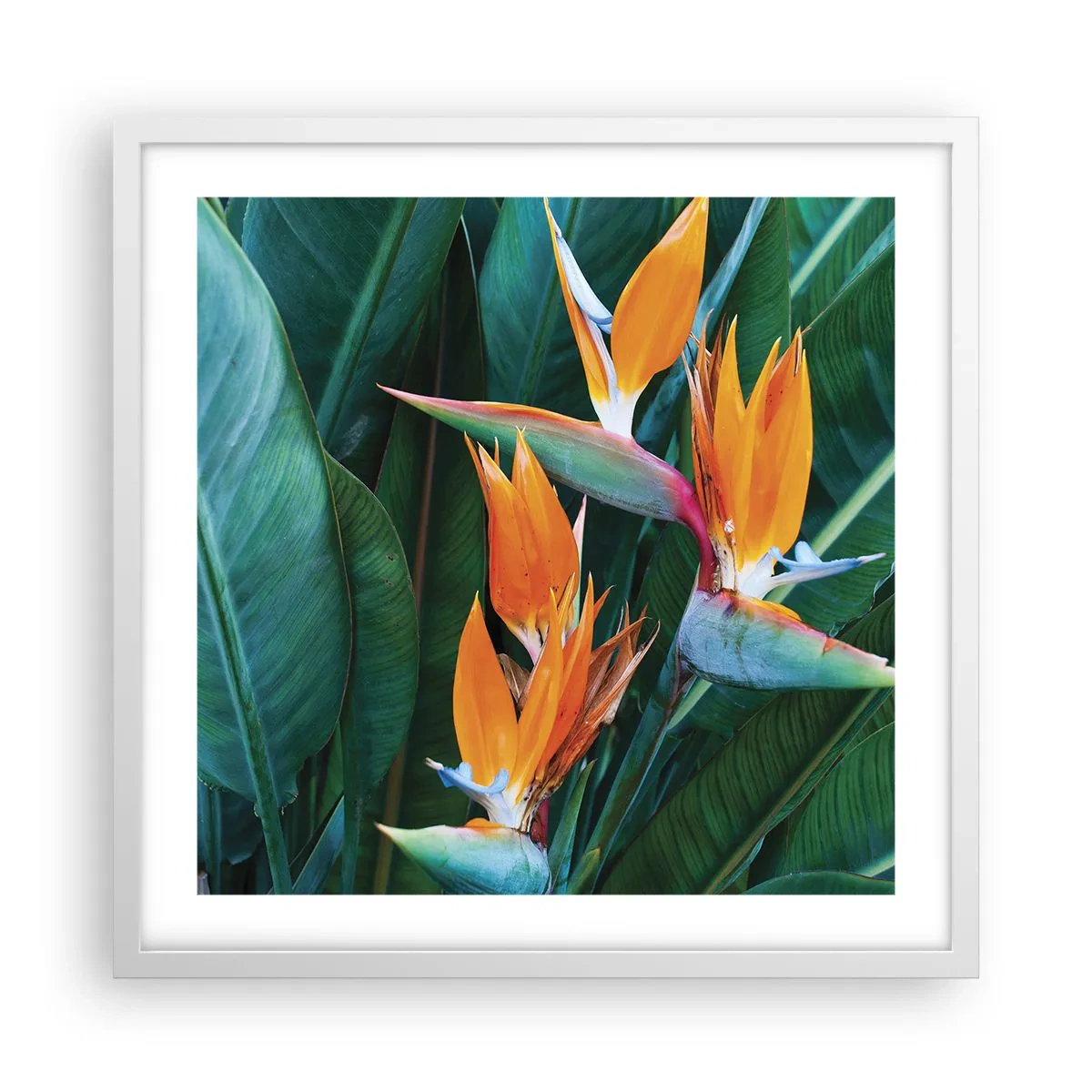 Plakat i hvid ramme - Er det en blomst eller er det en fugl? - 50x50 cm