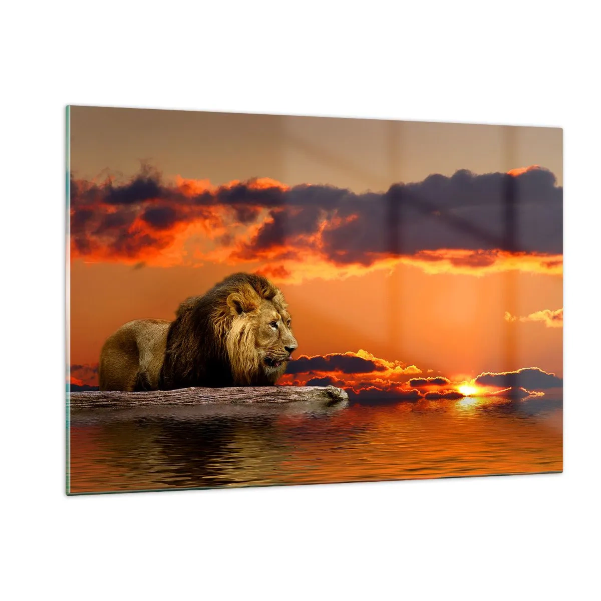 Billede på glas - Naturens konge - 120x80 cm