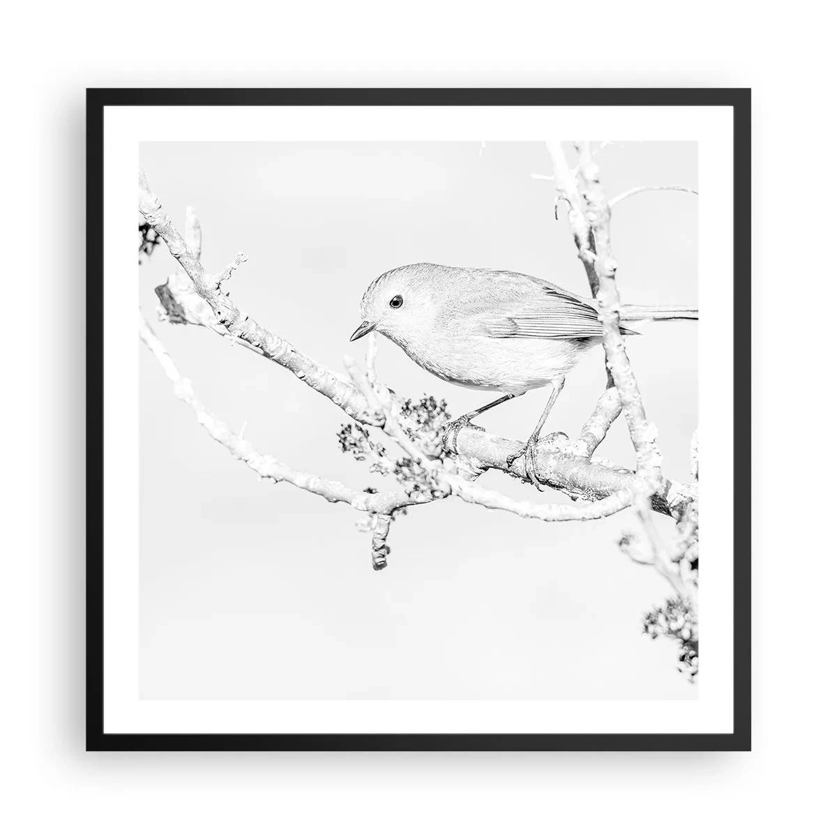 Plakat i sort ramme - Vintermorgen - 60x60 cm