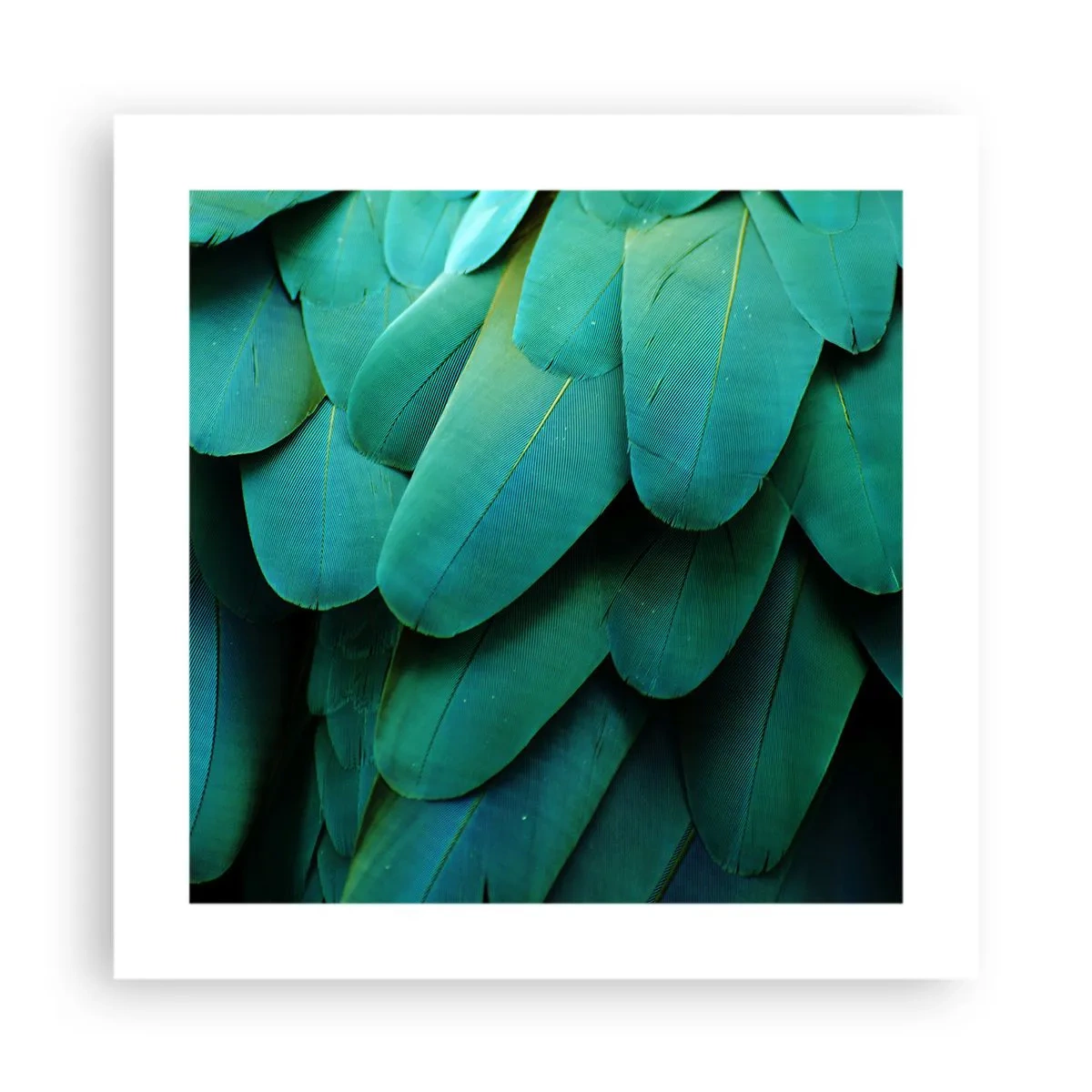 Plakat - Papegøjenaturens præcision - 40x40 cm