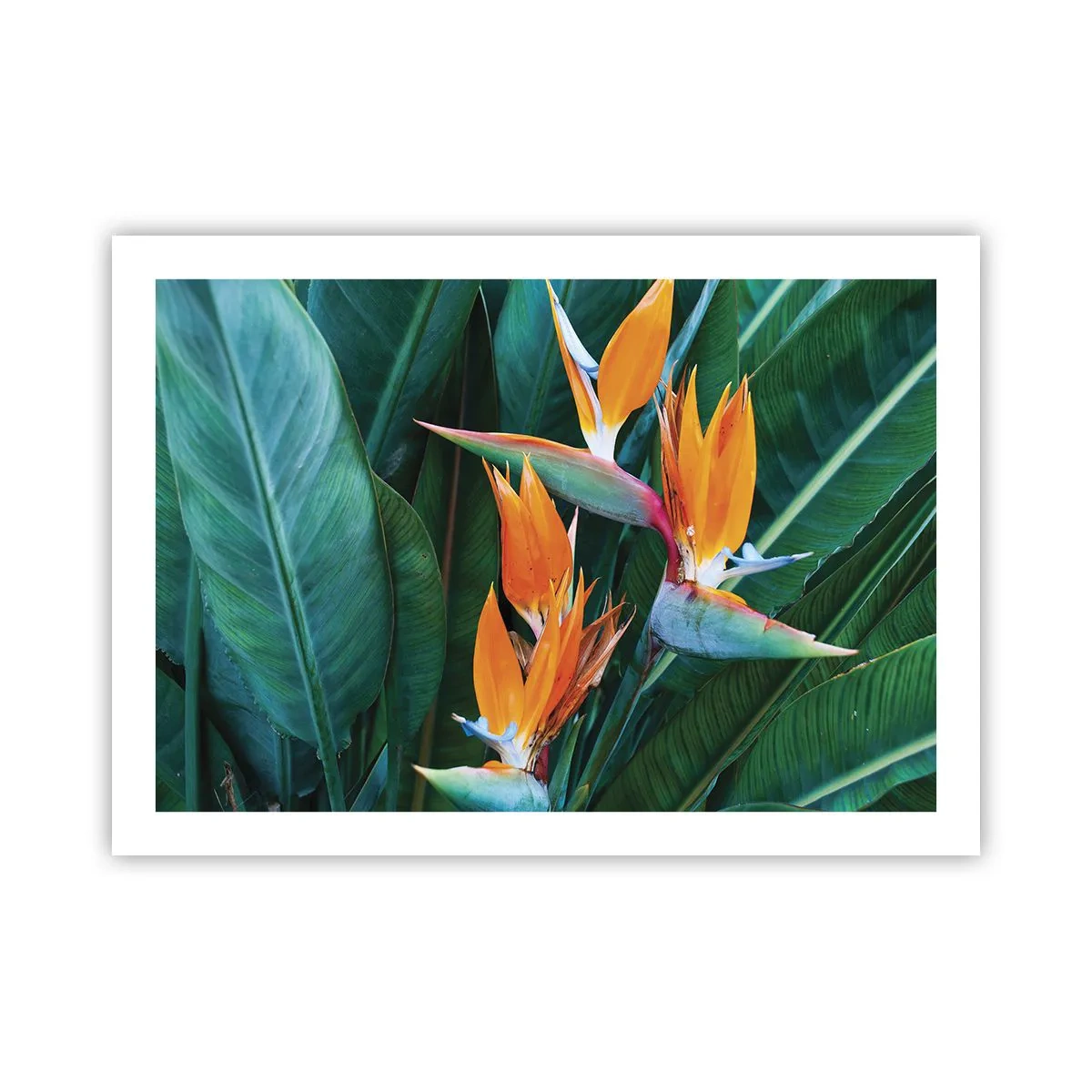 Plakat - Er det en blomst eller er det en fugl? - 70x50 cm
