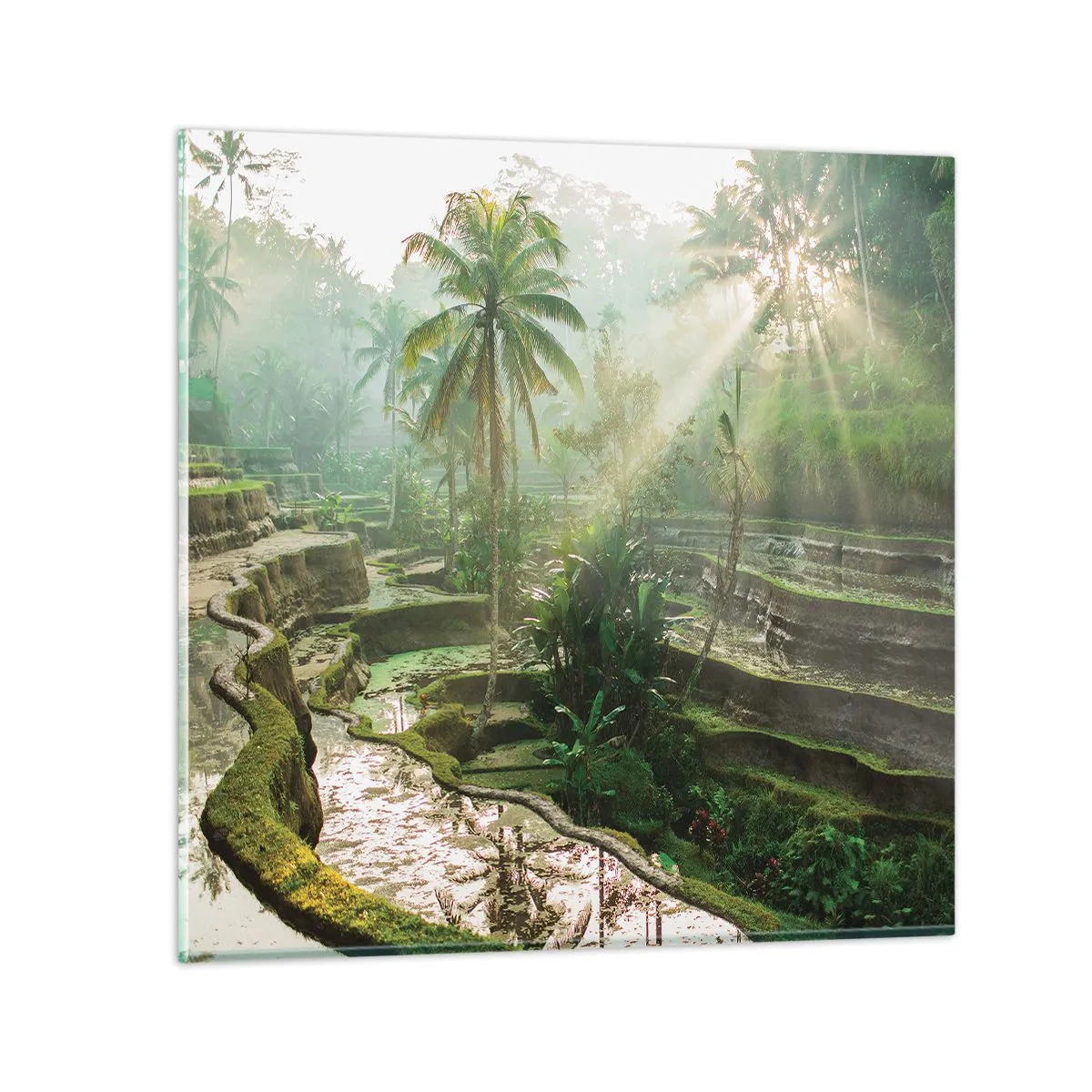 Billede på glas - Voksende op i solen - 40x40 cm