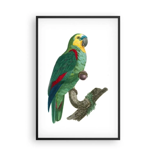 Plakat i sort ramme - Papegøjeportræt - 61x91 cm