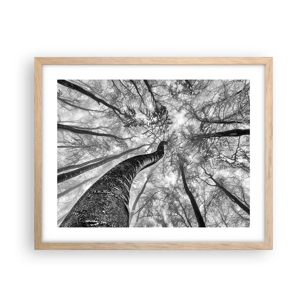 Plakat i ramme af lyst egetræ - Kapløb mod lyset - 50x40 cm