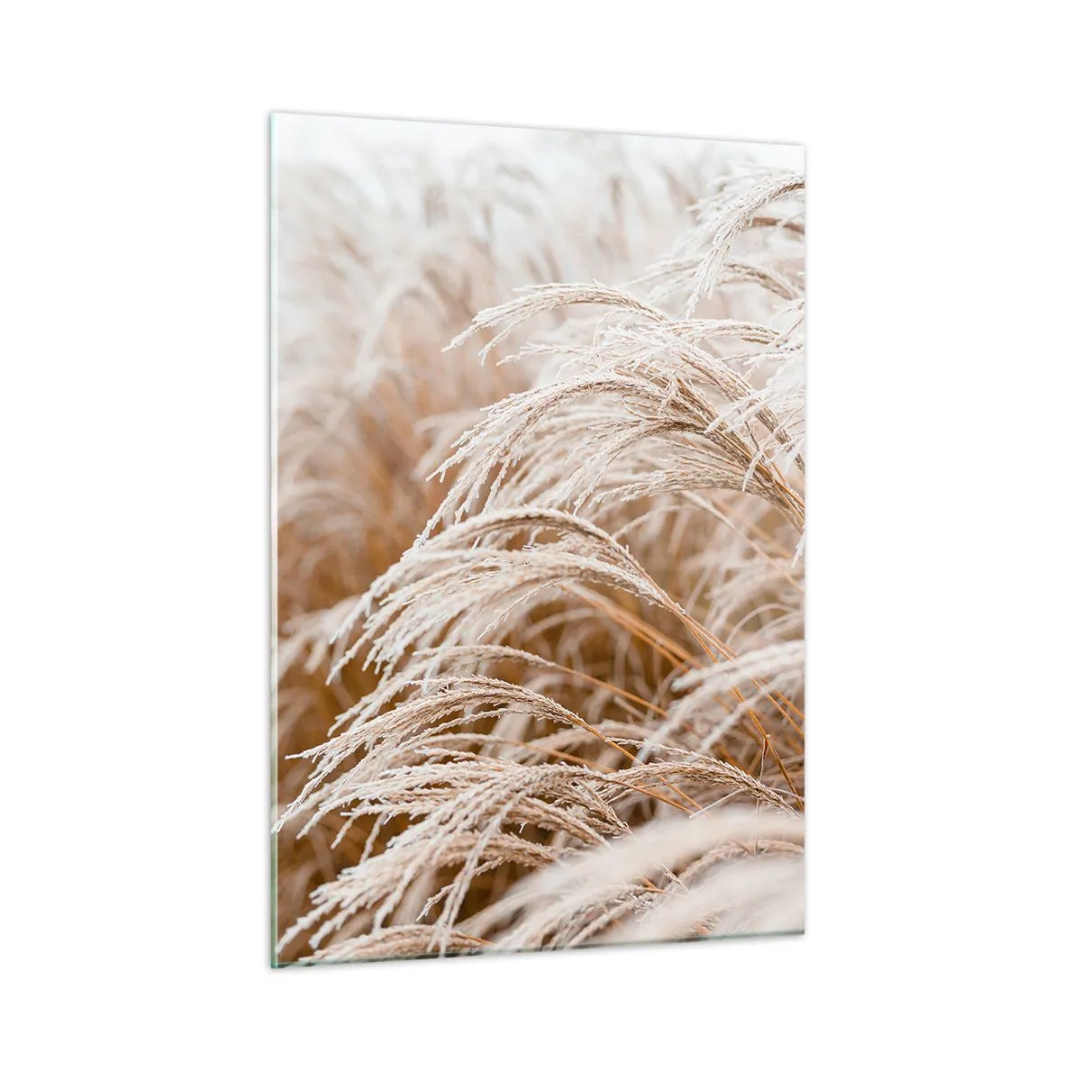 Billede på glas - Bøjer sig for efterårssolen - 50x70 cm