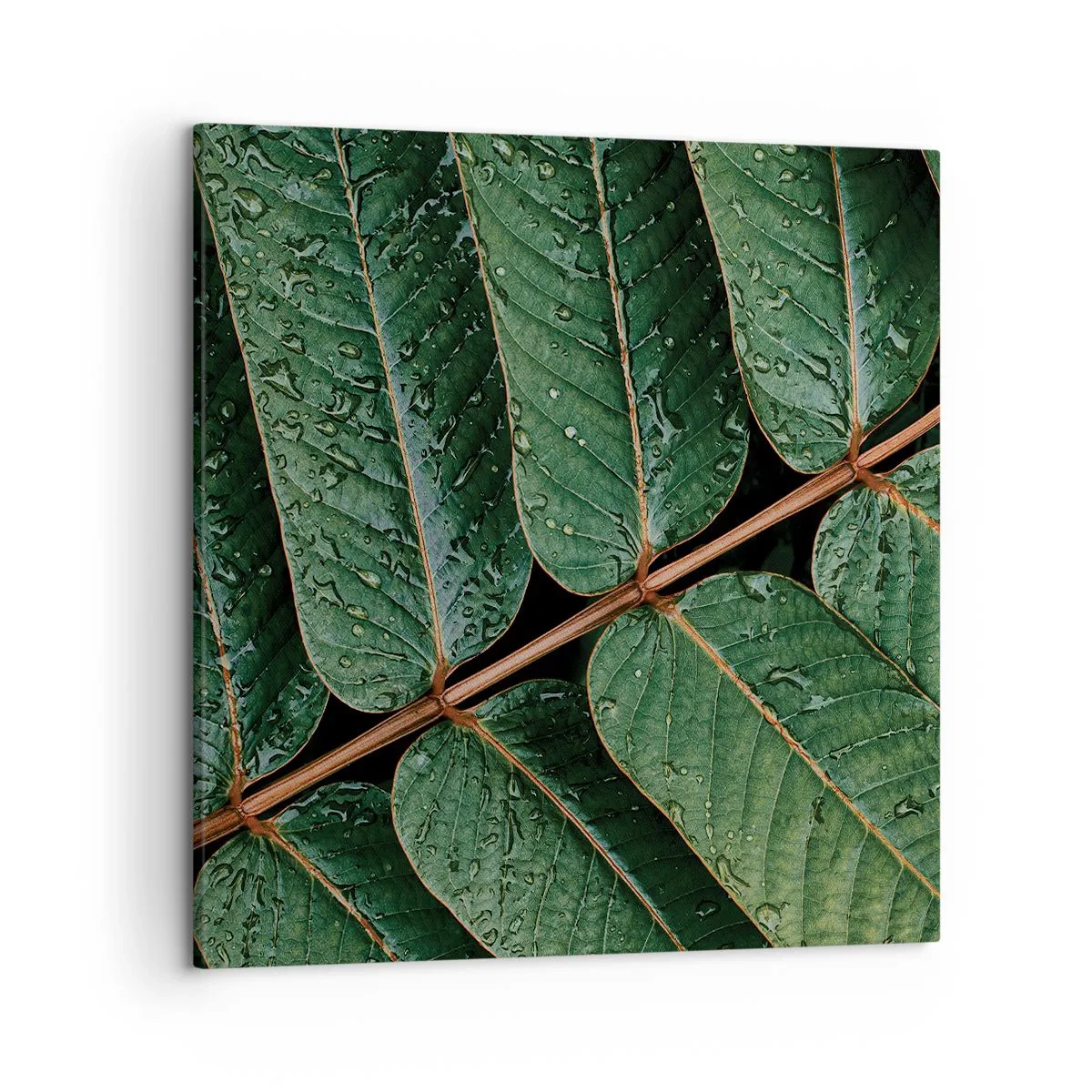 Lærredstryk - Billede på lærred - I en grøn rytme - 50x50 cm