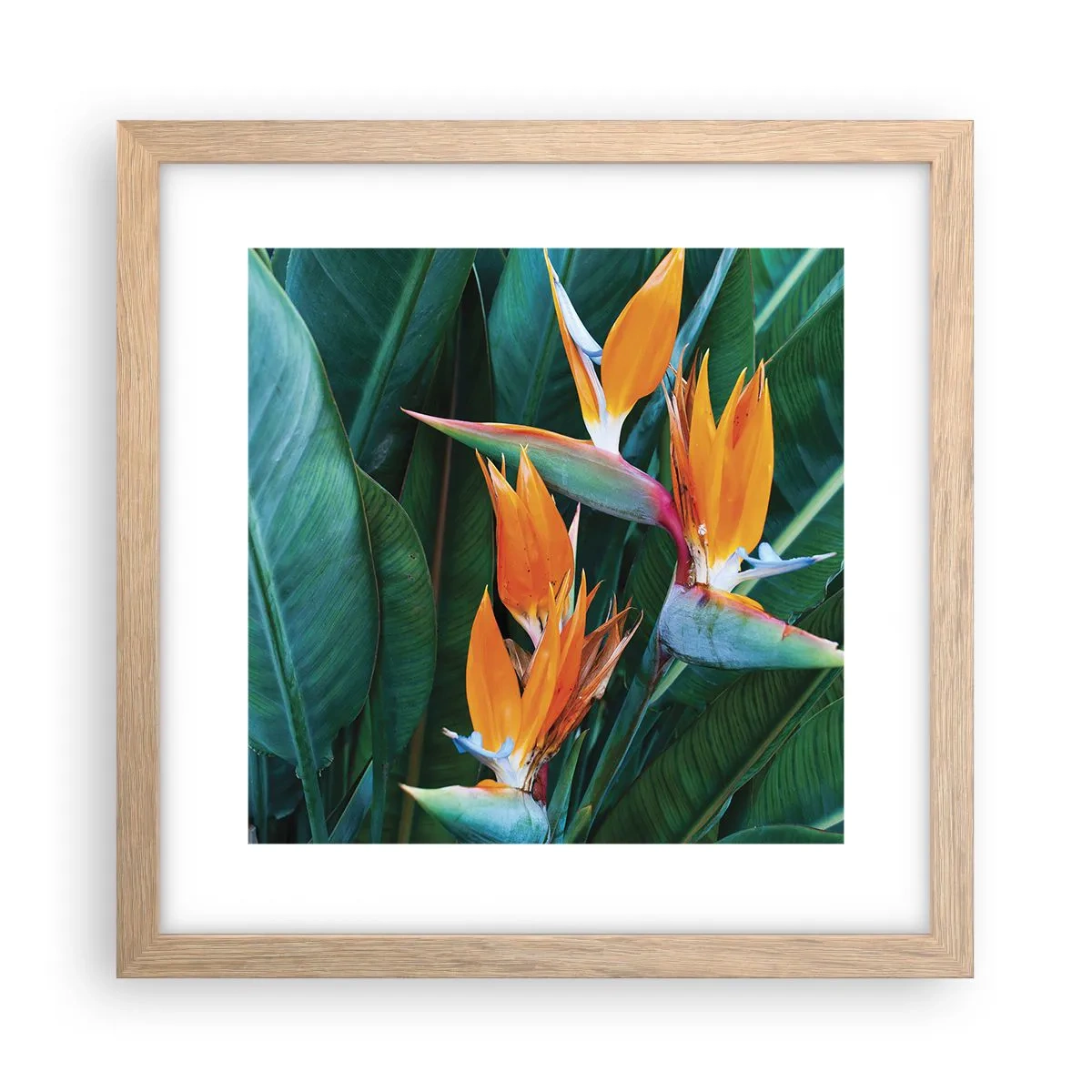 Plakat i ramme af lyst egetræ - Er det en blomst eller er det en fugl? - 30x30 cm