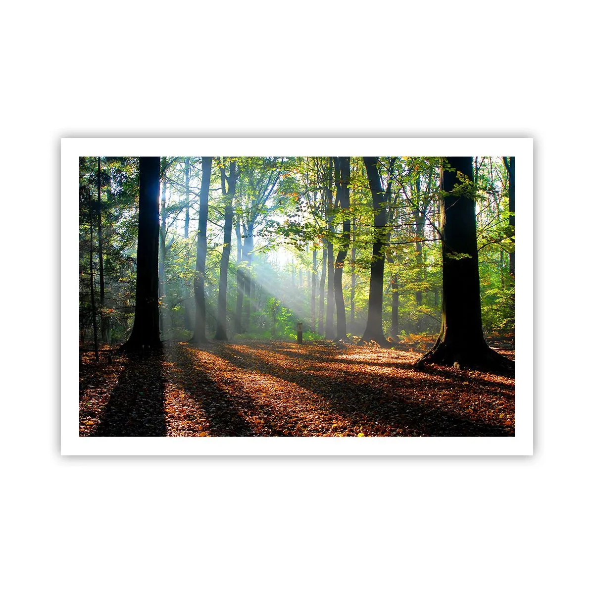 Plakat - Lys og skygger - 91x61 cm