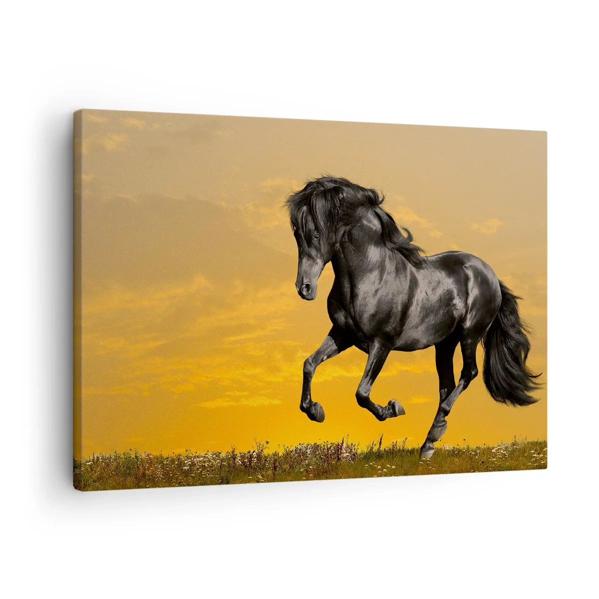 Lærredstryk - Billede på lærred - En sort hest galoperer mod en gylden solnedgangs baggrund. - 70x50cm - Smuk, fri og vild - Moderne vægdekoration til stue og soveværelse ARTTOR
