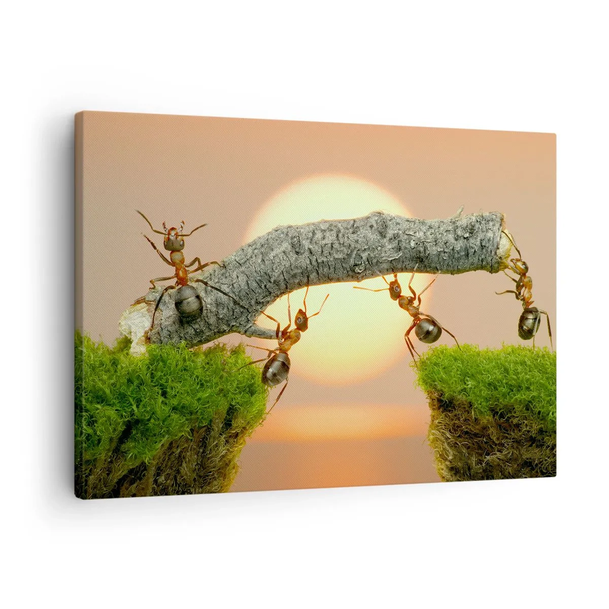 Lærredstryk - Billede på lærred - Myrer bygger en bro af grene mod baggrunden af den nedgående sol. - 70x50cm - Glædeligt, fælles arbejde - Moderne vægdekoration til stue og soveværelse ARTTOR