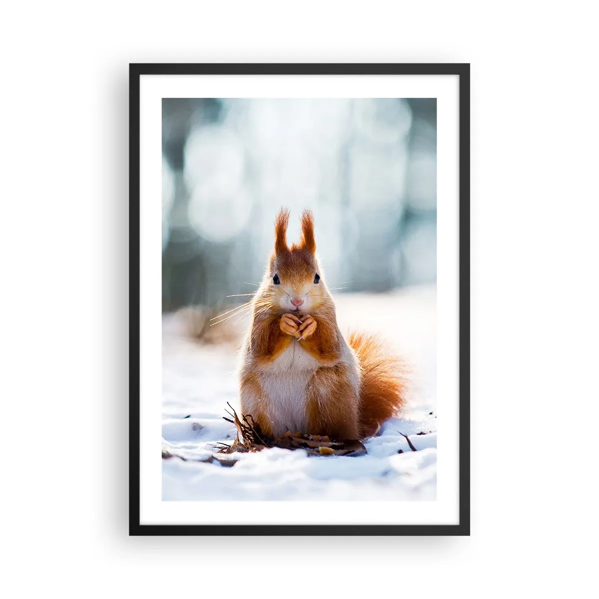 Plakat i sort ramme - Egern i sneen i vinterskoven - 50x70cm - Og hvad kigger du på? - Moderne vægdekoration til stue og soveværelse ARTTOR