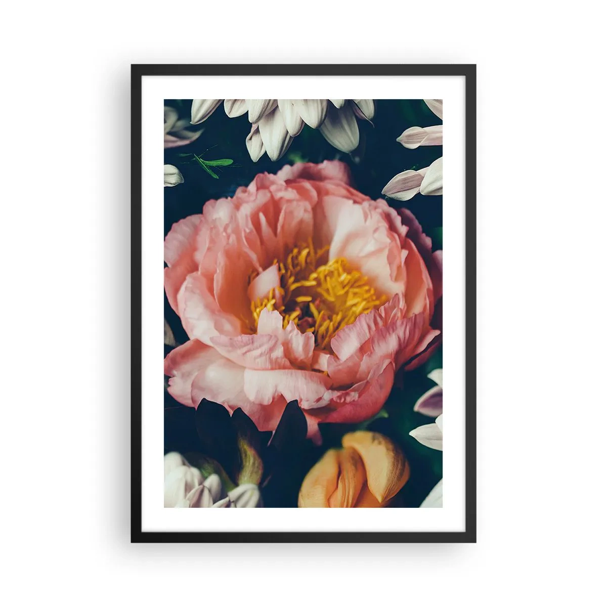 Plakat i sort ramme - En lyserød blomst med en gul midte omgivet af andre blomster - 50x70cm - Med barok pragt - Moderne vægdekoration til stue og soveværelse ARTTOR