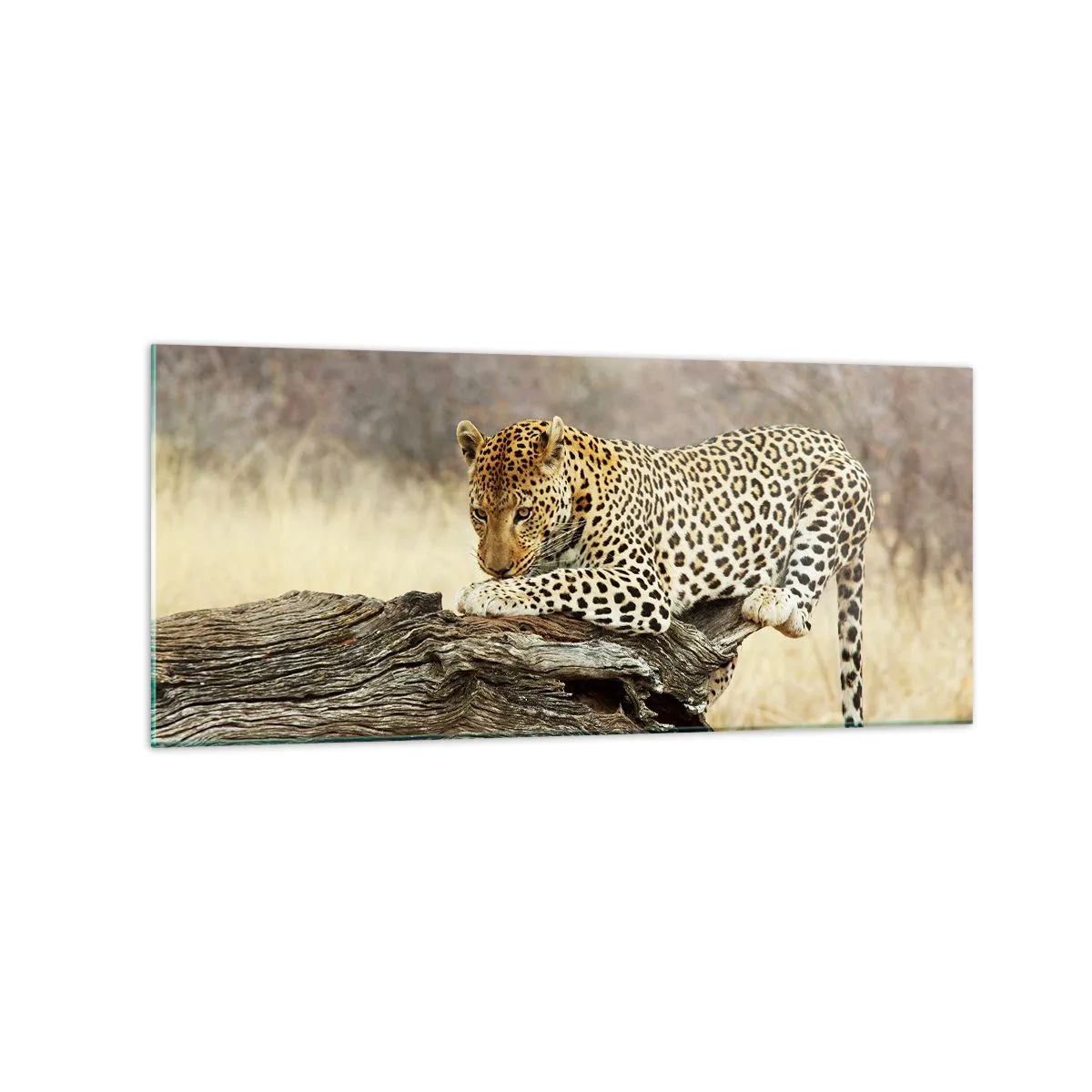 Billede på glas - Jeg går min egen vej - 120x50 cm