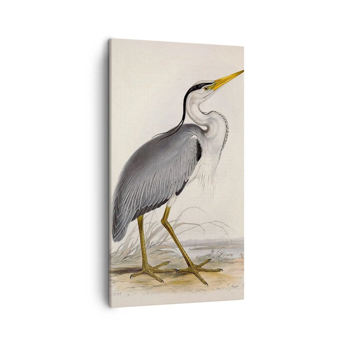 Lærredstryk - Billede på lærred - Fiskehejre-charme - 45x80 cm
