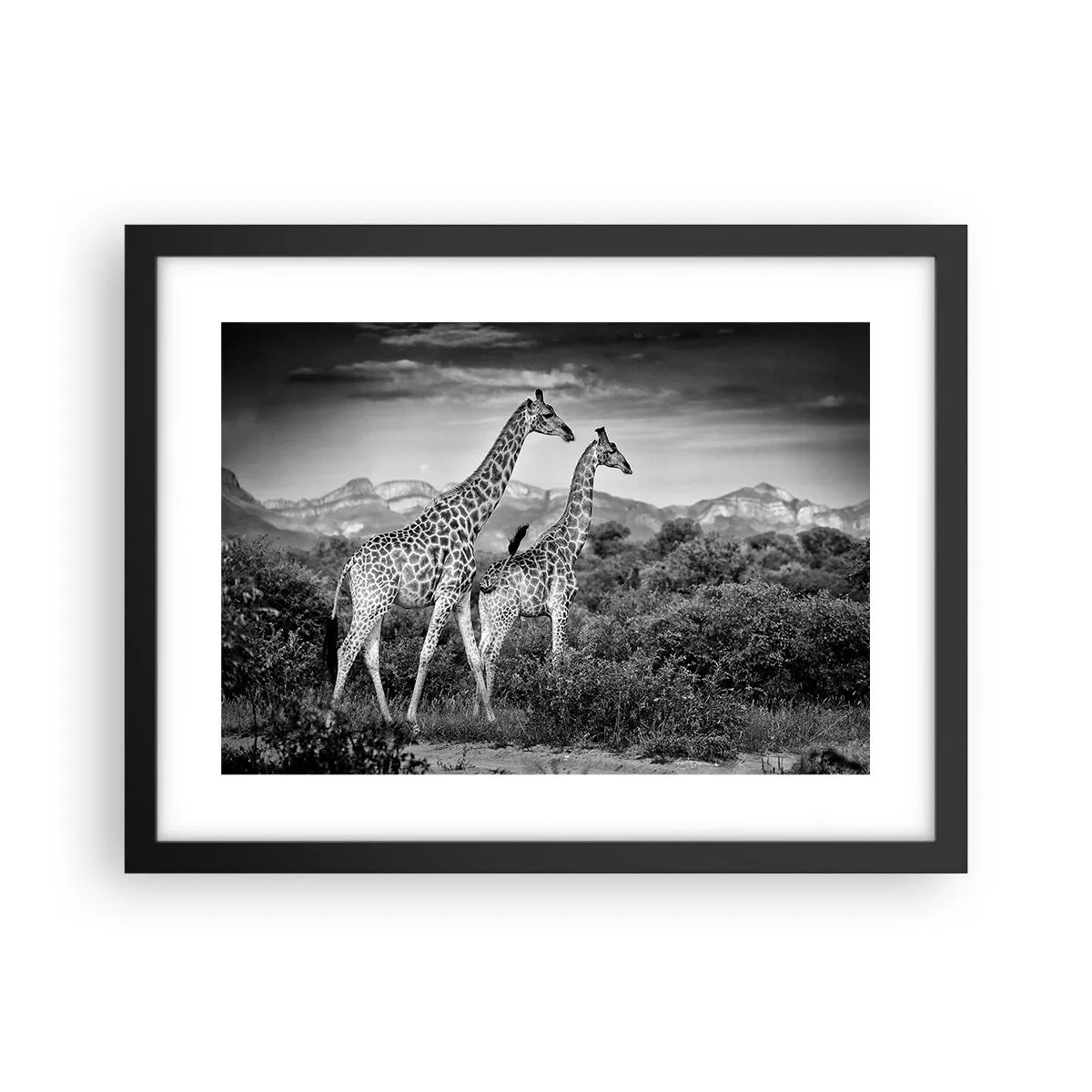 Plakat i sort ramme - Afrikas overklasse - 40x30 cm