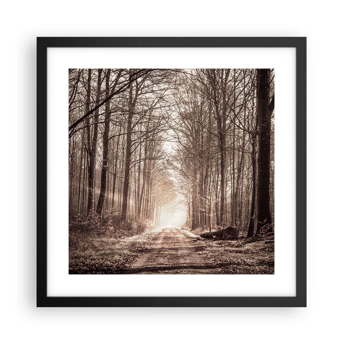 Plakat i sort ramme - Skovkatedralen - 40x40 cm