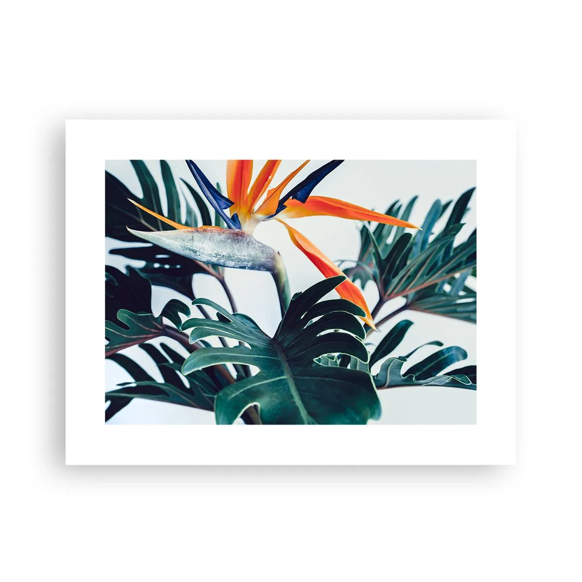 Plakat - Fuglebur - 40x30 cm