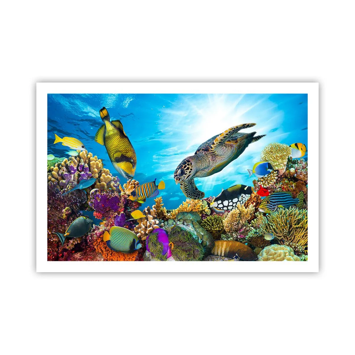 Plakat - Koralpromenade - 91x61 cm