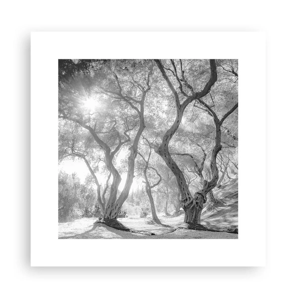 Plakat - I en olivenlund - 30x30 cm