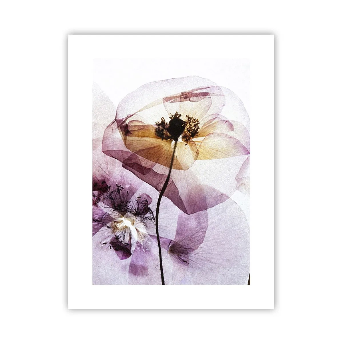 Plakat - Blomsterlegeme dias - 30x40 cm