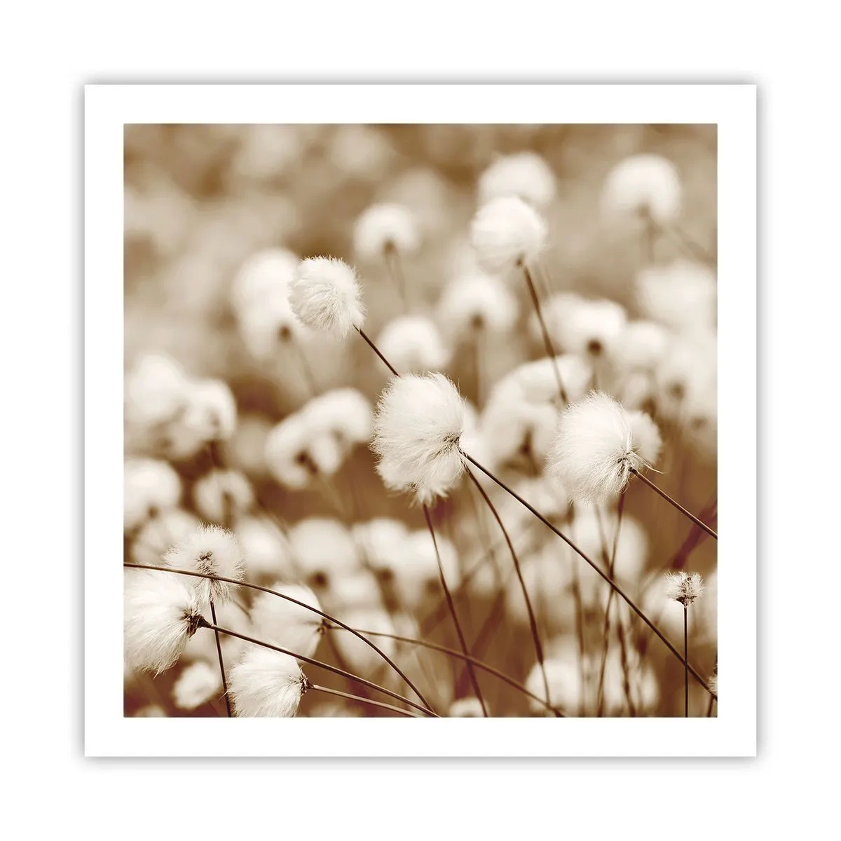 Plakat - Fyldig mark - 60x60 cm