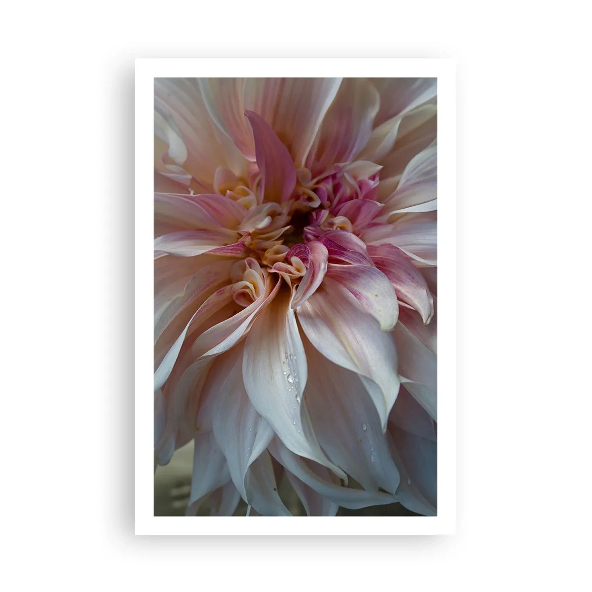 Plakat - Blomstrende friskhed - 61x91 cm