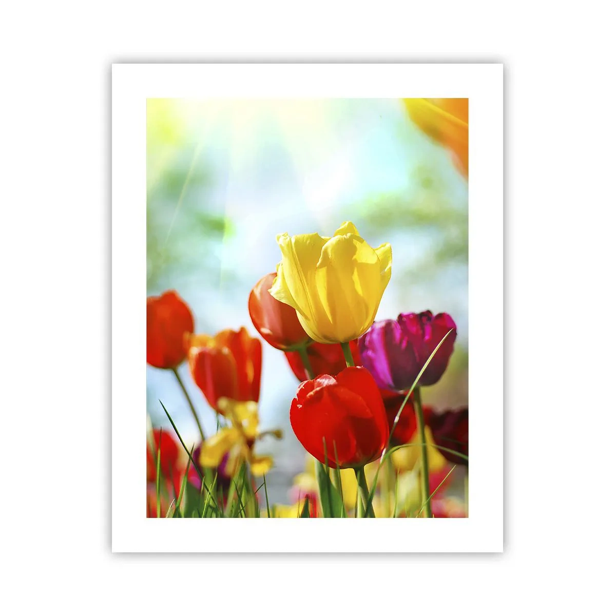 Plakat - Alle solens farver - 40x50 cm
