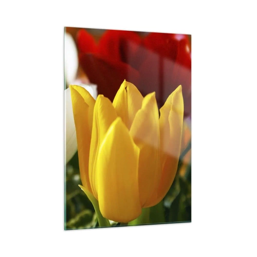 Billede på glas - Tulipanfeber - 50x70 cm