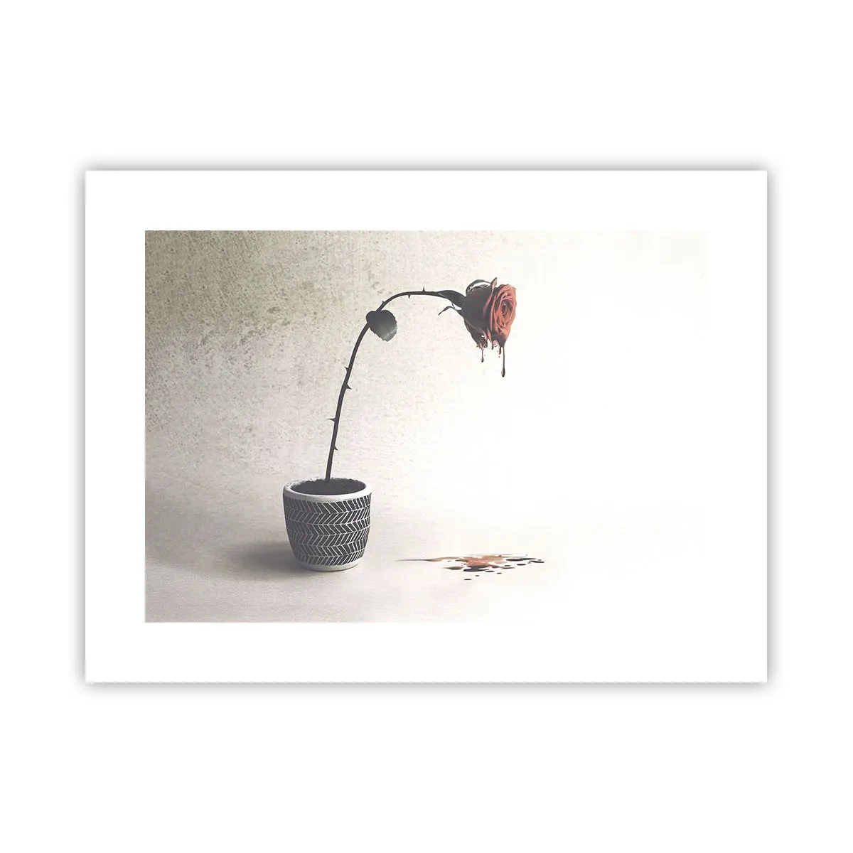 Plakat - Rosa dolorosa - 40x30 cm