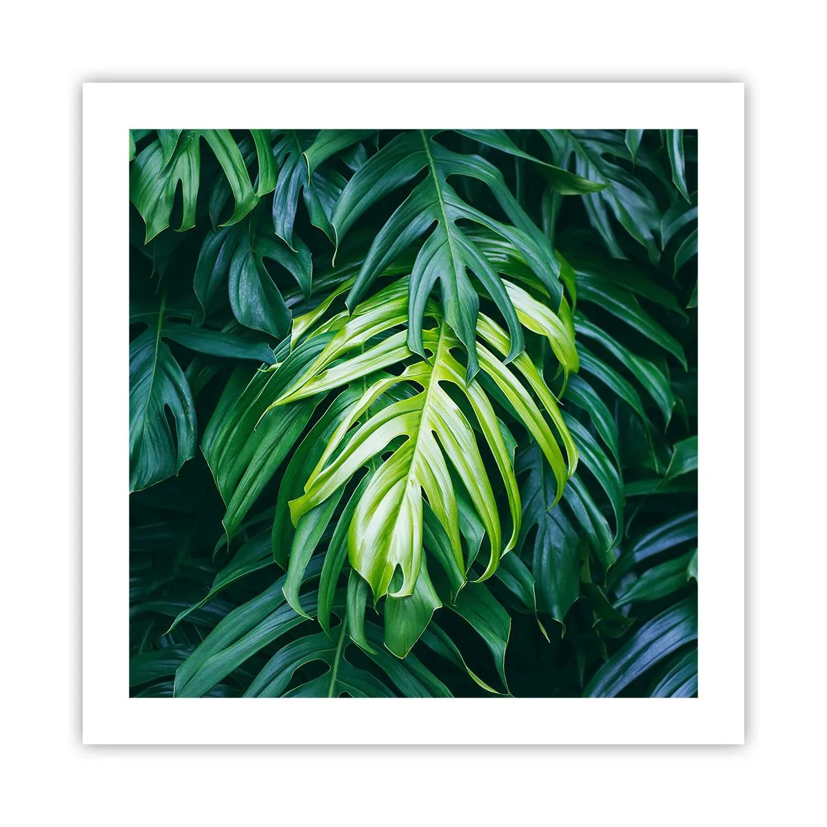 Plakat - Fordyb dig i friskhed - 50x50 cm