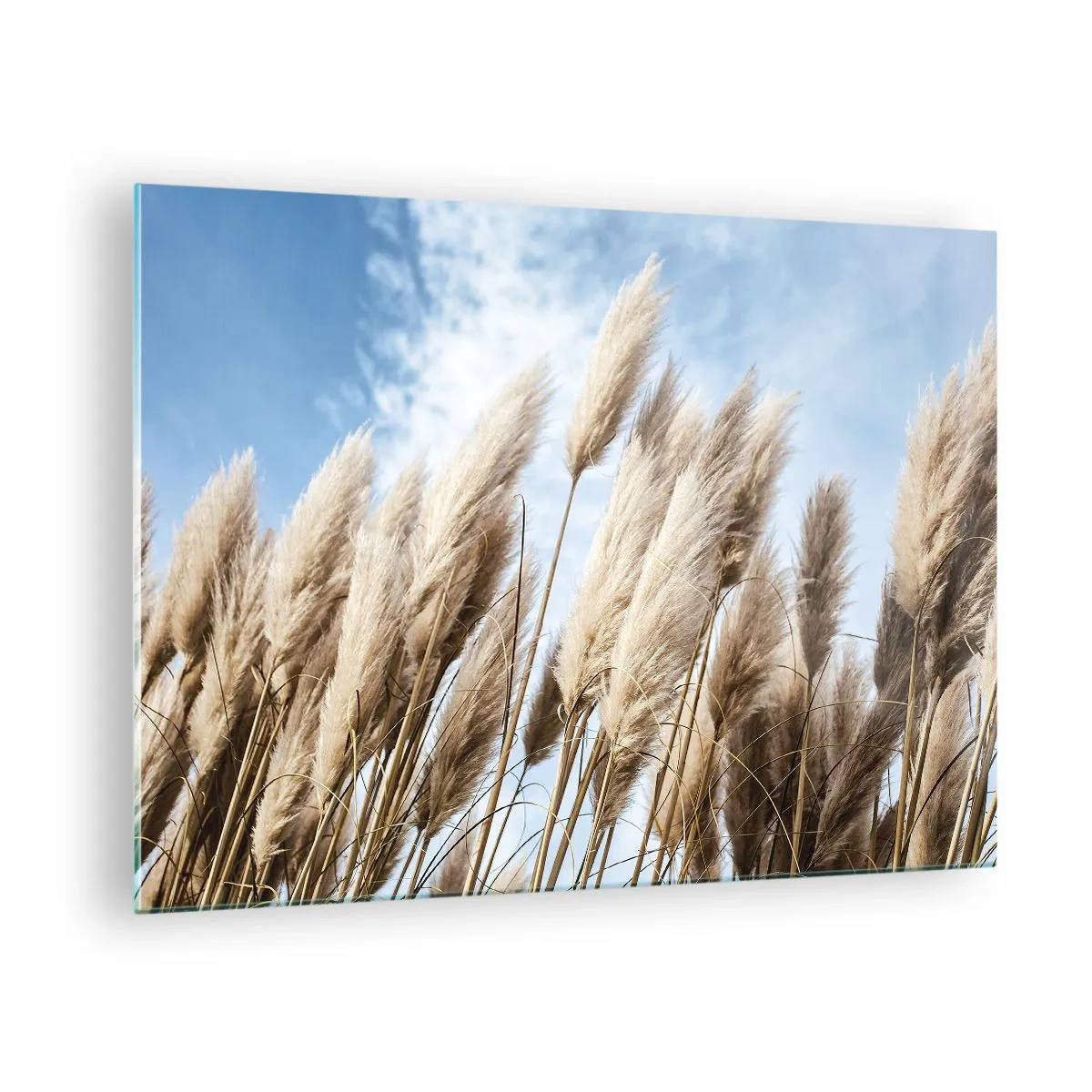 Billede på glas - Dekorative pampasgræsser mod en blå himmel - 70x50cm - Solrig og blæsende kærtegn - Moderne vægdekoration til stue og soveværelse ARTTOR