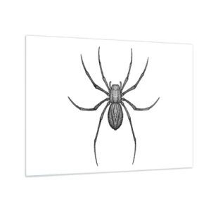 Billede på glas - Retro-stil illustration af en sort edderkop på en hvid baggrund - 70x50cm - Foruroligende præcision - Moderne vægdekoration til stue og soveværelse ARTTOR