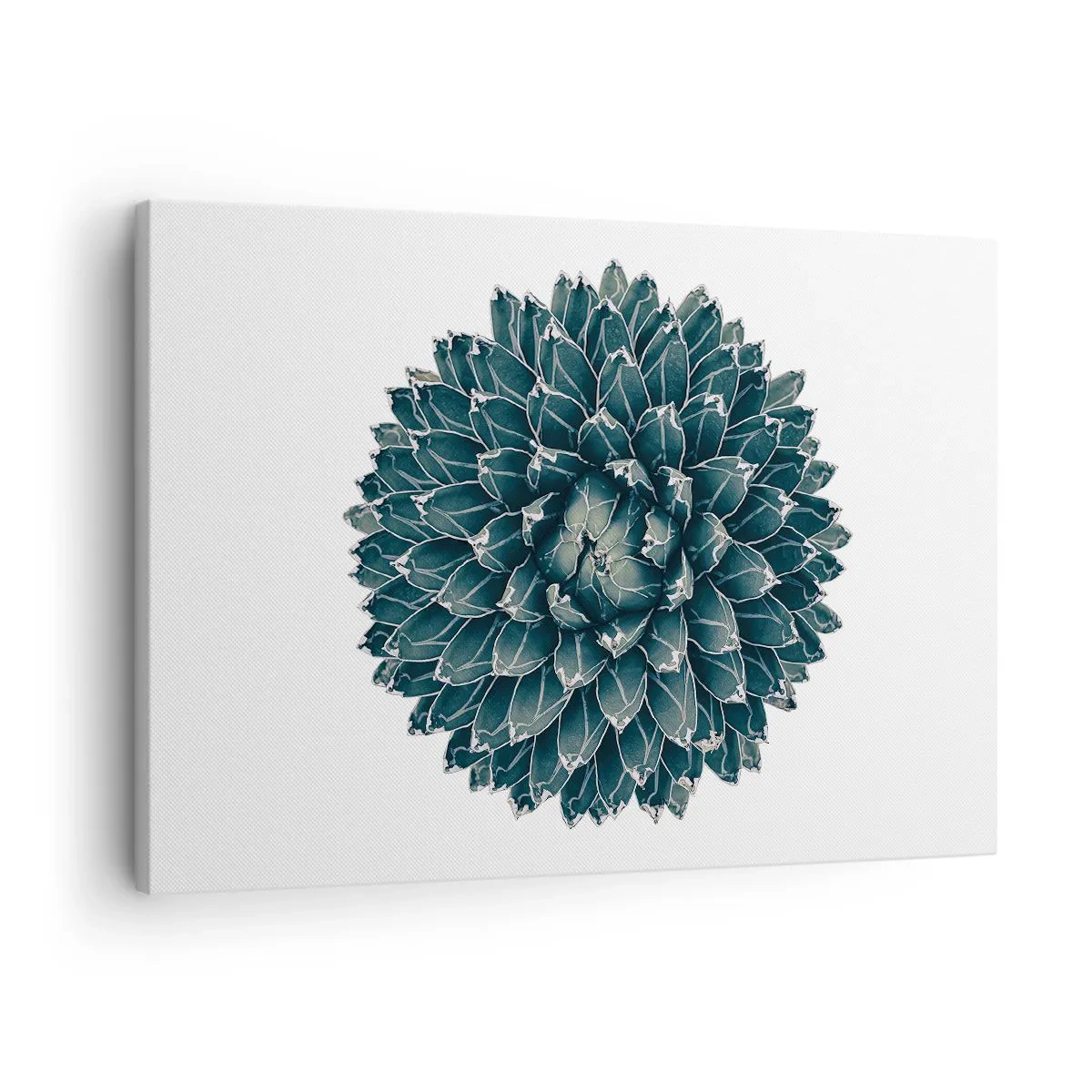 Lærredstryk - Billede på lærred - Symmetrisk sukkulent plante på en hvid baggrund - 70x50cm - Ørkenstjerne - Moderne vægdekoration til stue og soveværelse ARTTOR