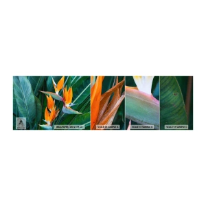 Prøve Fototapet Selvklæbende Deluxe Sticker - Er det en blomst eller er det en fugl? - Strelitzia Royal, Blomst, Afrika - 100x30 cm