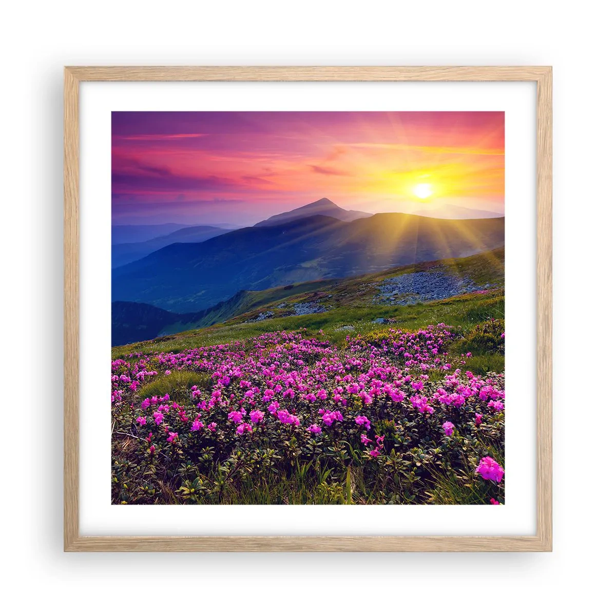 Plakat i ramme af lyst egetræ - ... Og rundt omkring dufter det af fyrretræer og krydderurter - 50x50 cm