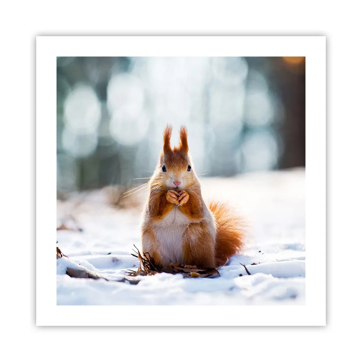 Plakat - Og hvad kigger du på? - 50x50 cm