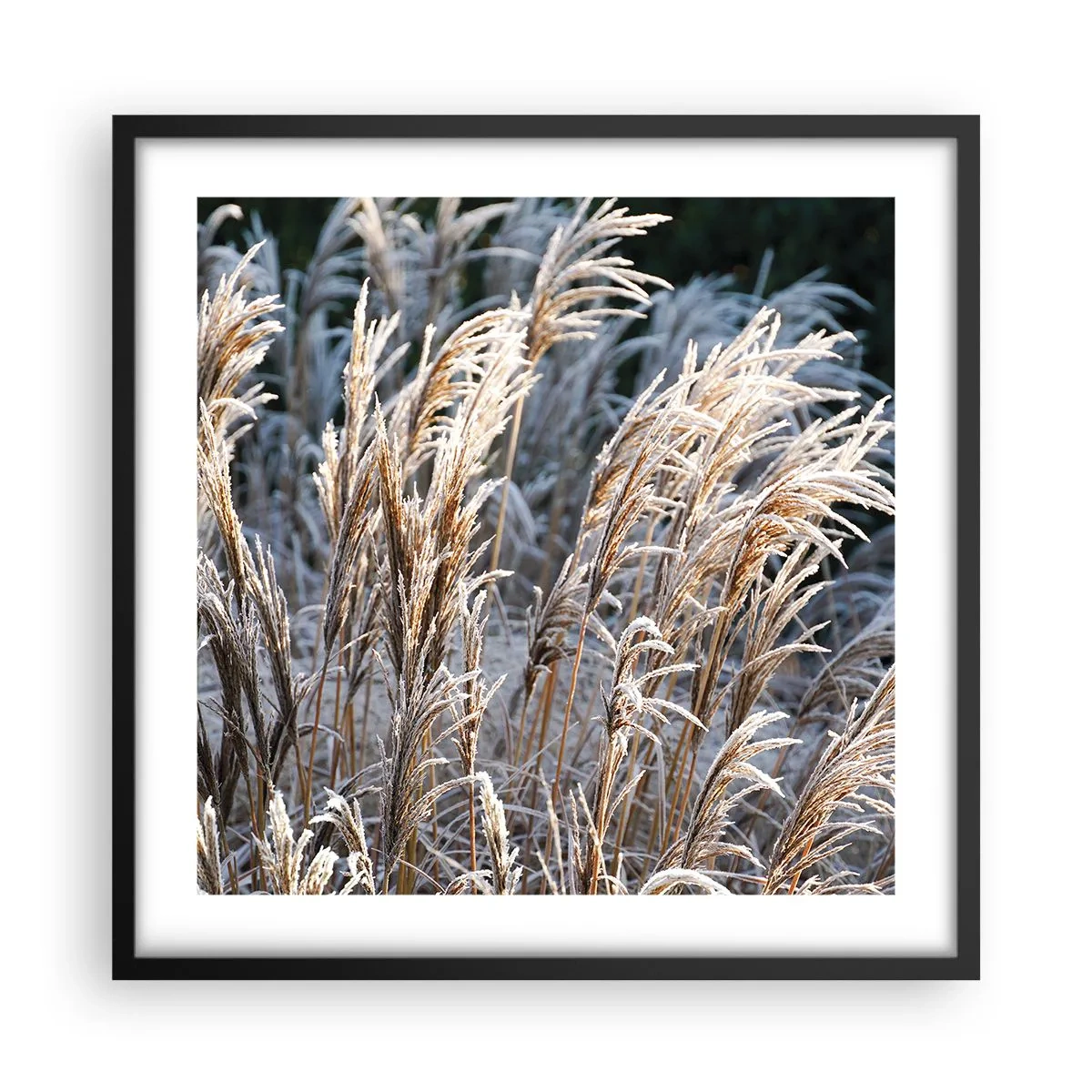 Plakat i sort ramme - Pyntet med frost - 50x50 cm