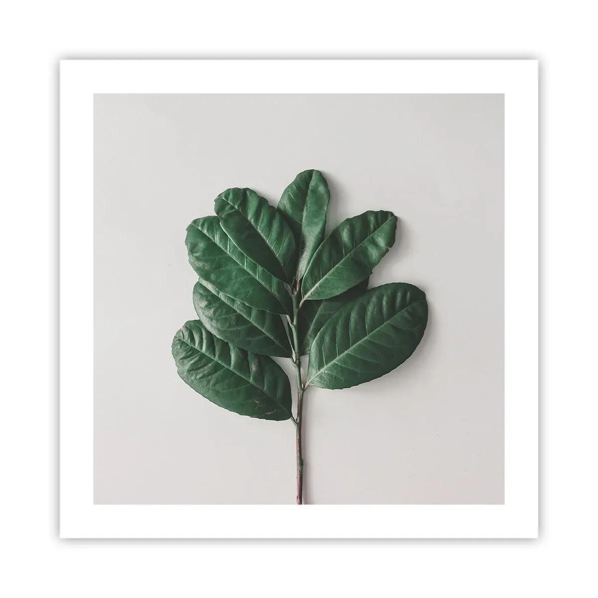 Plakat - Tegning af selve naturen - 50x50 cm