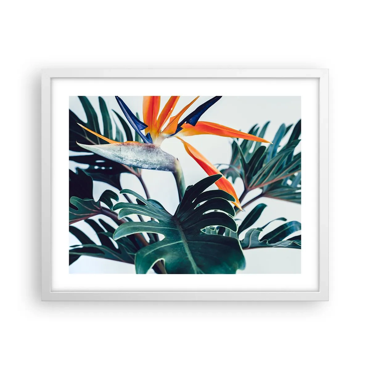 Plakat i hvid ramme - Fuglebur - 50x40 cm