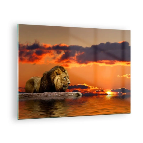 Billede på glas - En løve mod en baggrund af den nedgående sol - 70x50cm - Naturens konge - Moderne vægdekoration til stue og soveværelse ARTTOR