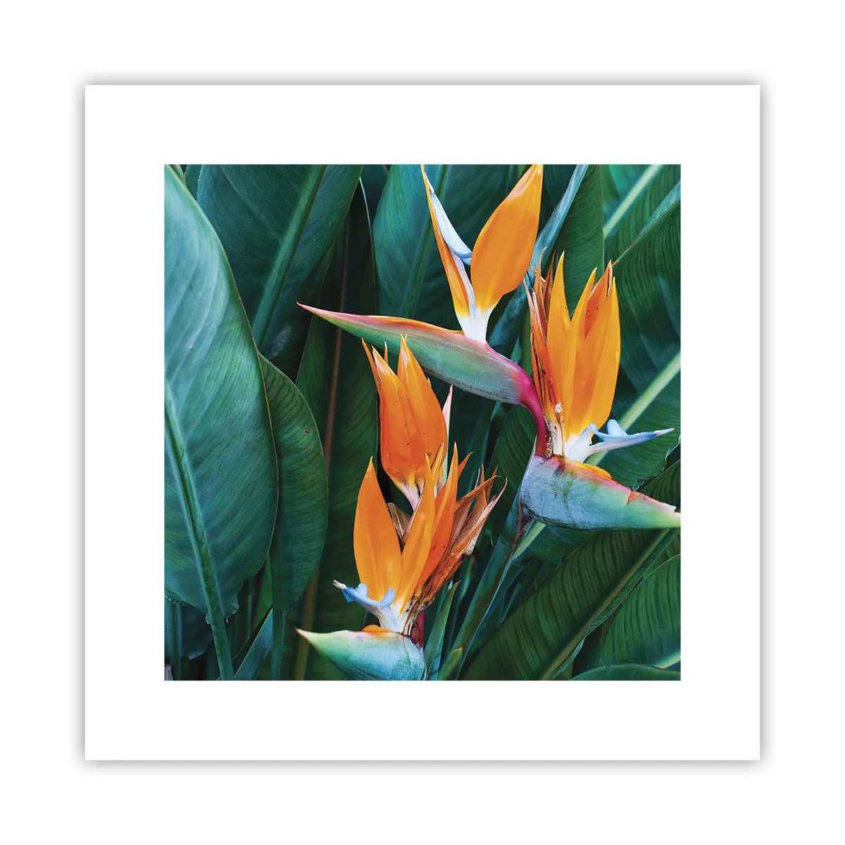 Plakat - Er det en blomst eller er det en fugl? - 30x30 cm