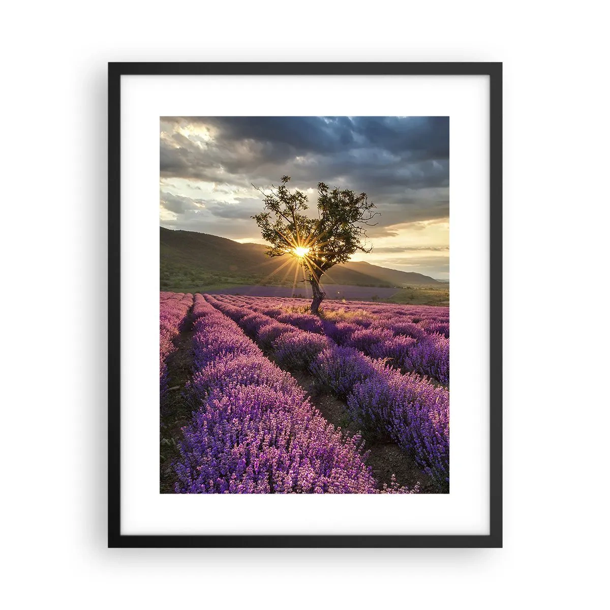 Plakat i sort ramme - Lilla aroma - 40x50 cm