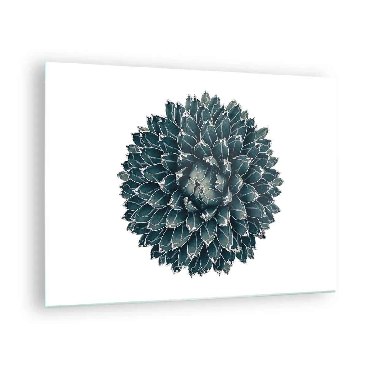Billede på glas - Symmetrisk mønster af sukkulent plante på hvid baggrund - 70x50cm - Ørkenstjerne - Moderne vægdekoration til stue og soveværelse ARTTOR