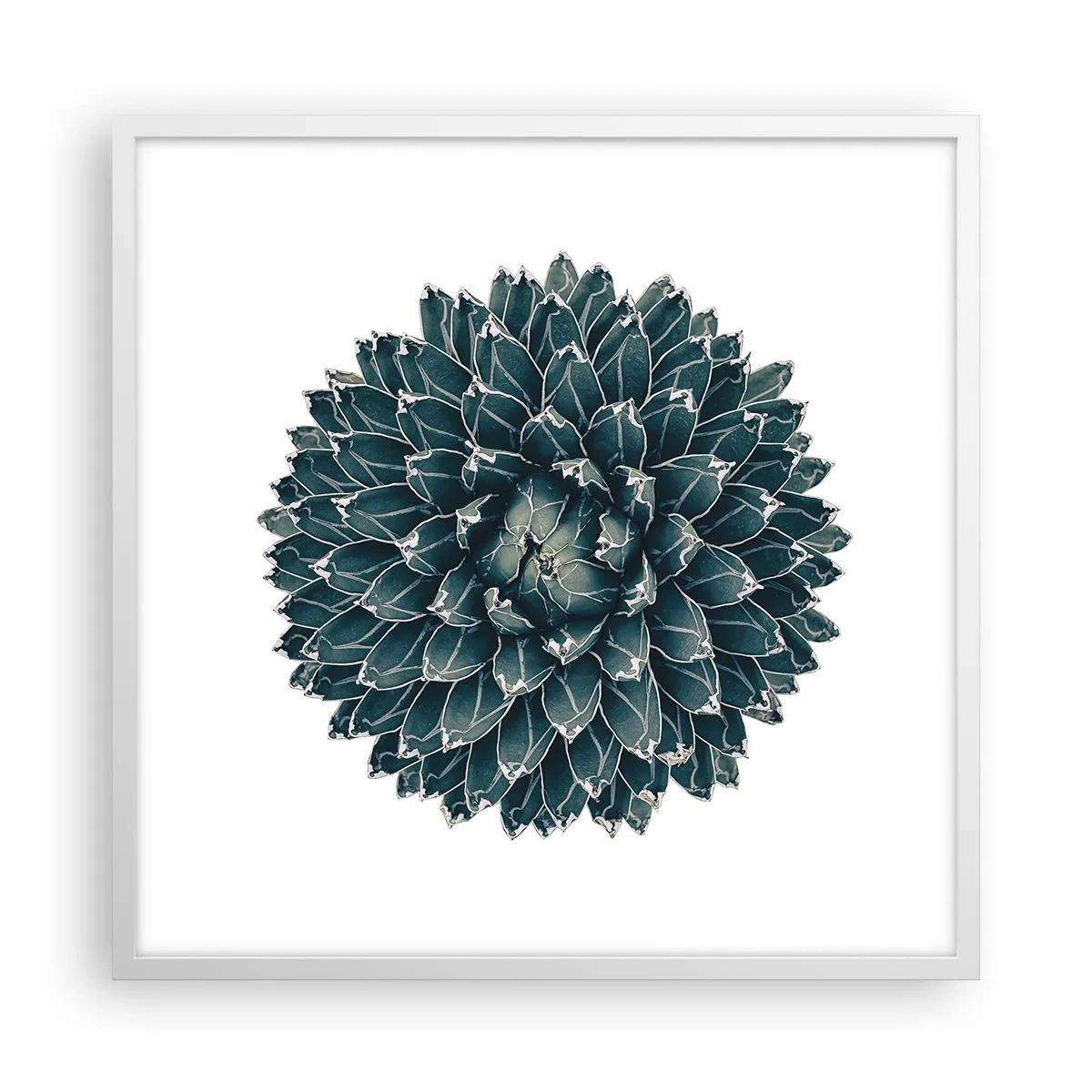 Plakat i hvid ramme - Ørkenstjerne - 60x60 cm