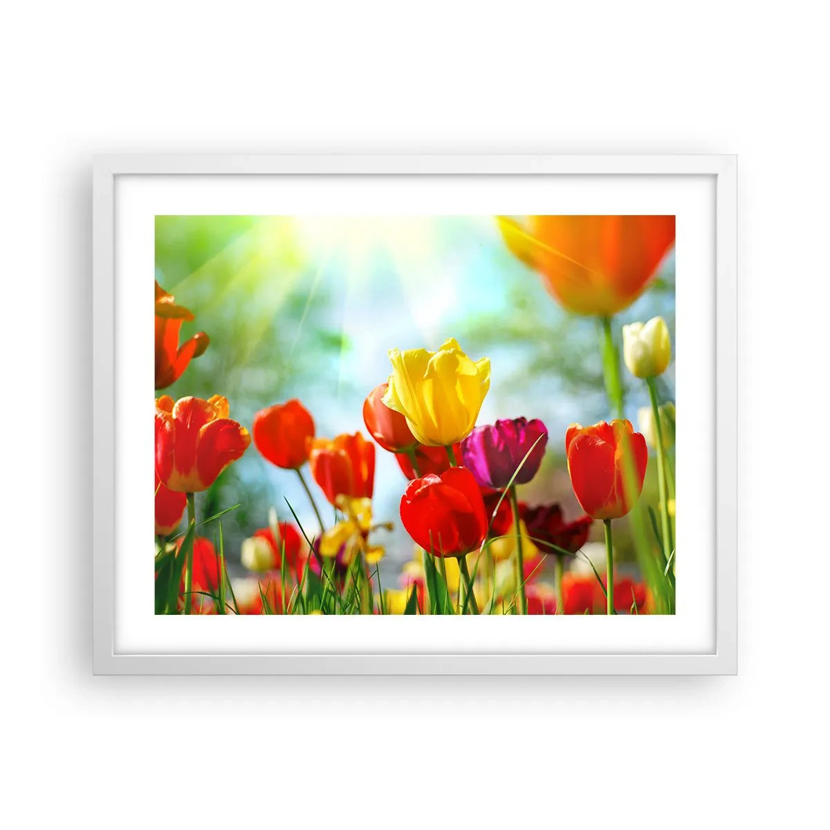 Plakat i hvid ramme - Alle solens farver - 50x40 cm