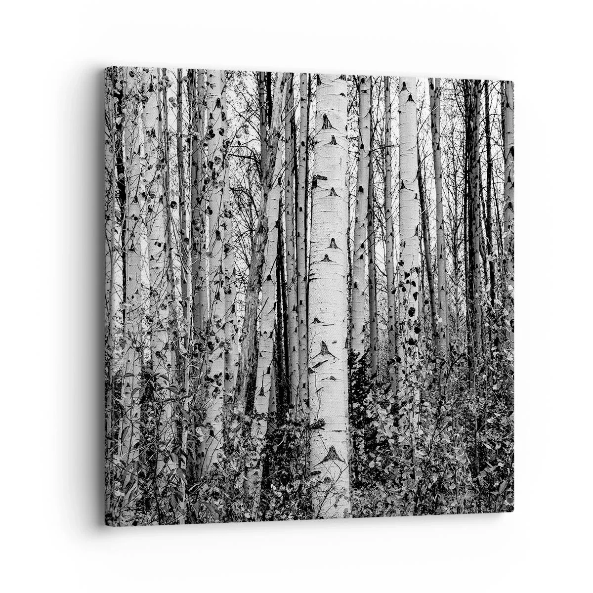 Lærredstryk - Billede på lærred - Kolonnade af birk - 30x30 cm