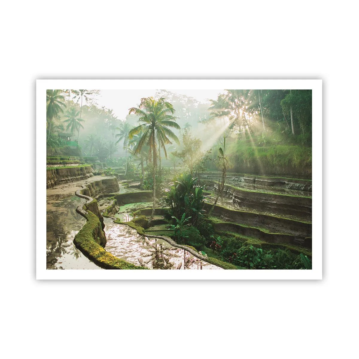 Plakat - Voksende op i solen - 100x70 cm